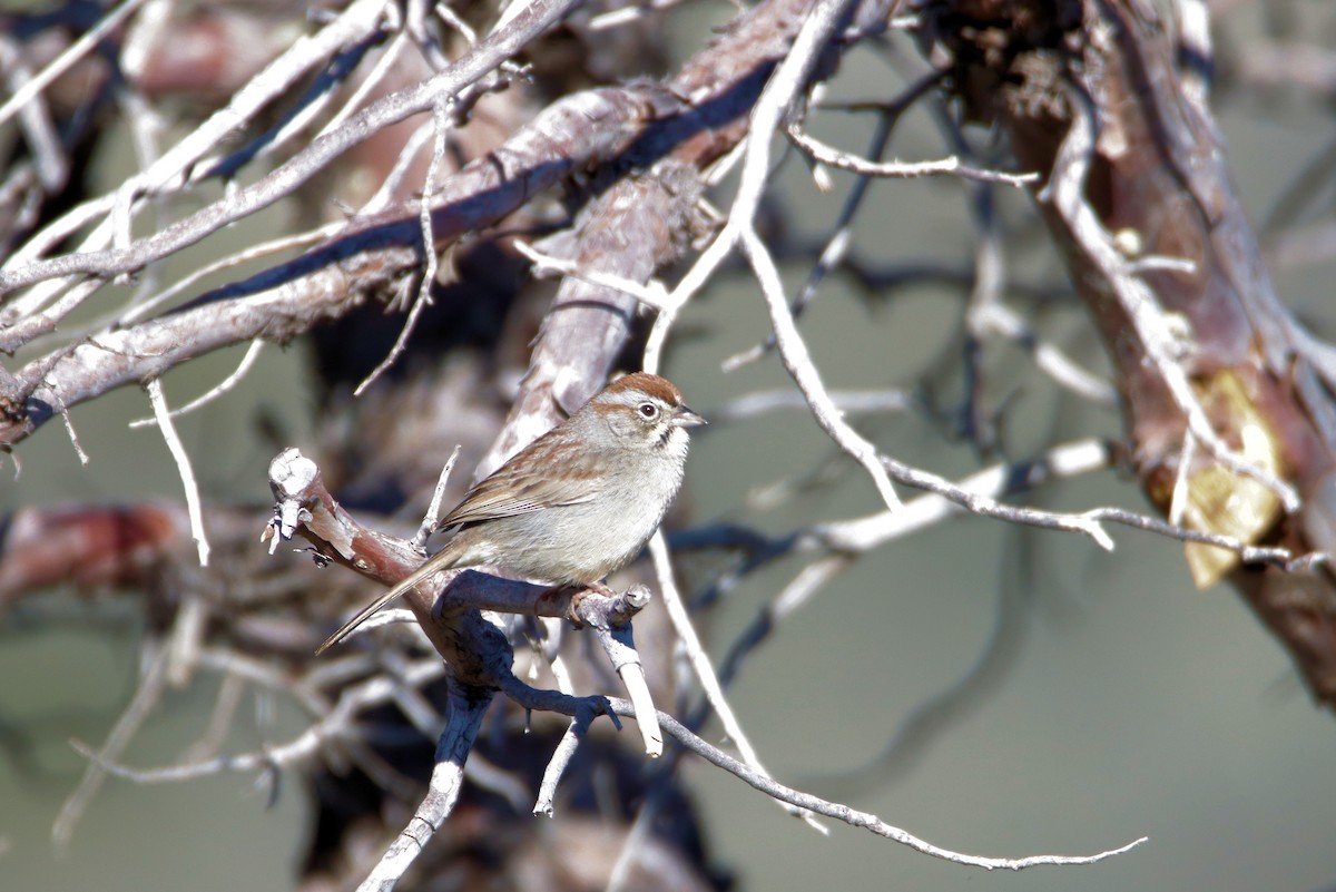 Rufous-crowned Sparrow - ML616255605