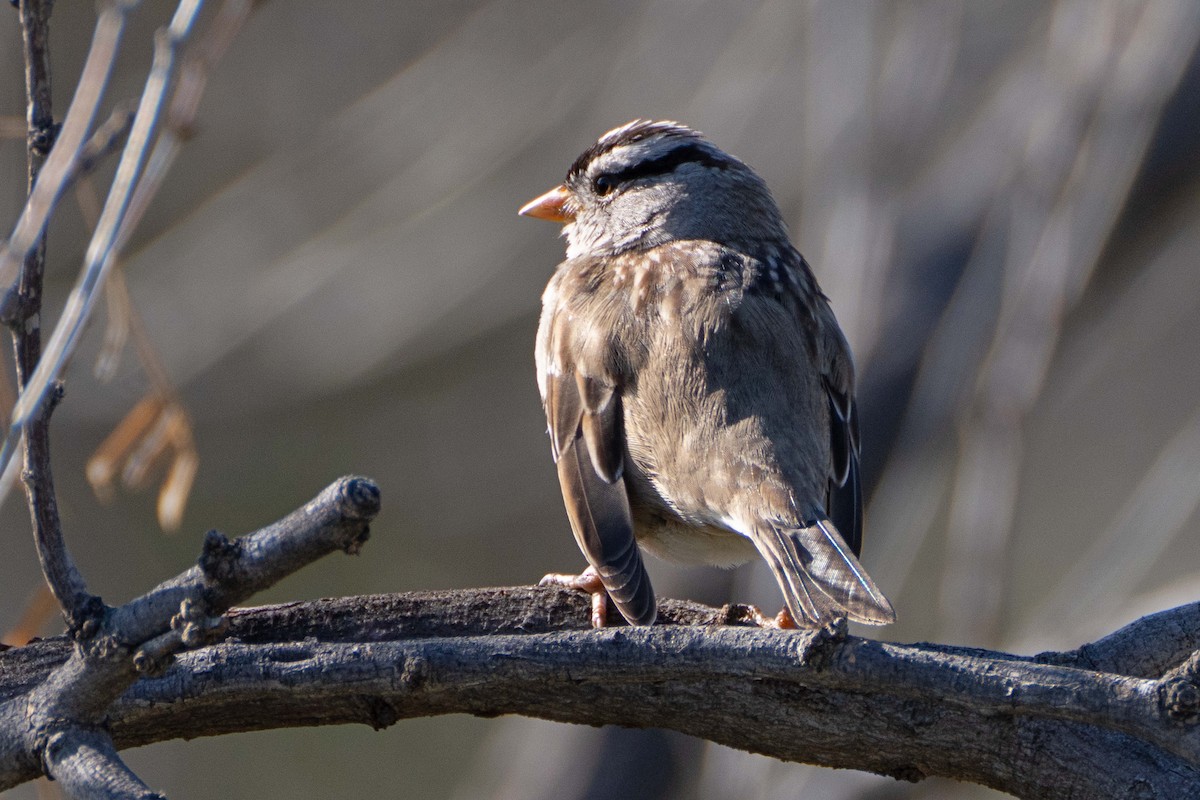 White-crowned Sparrow - ML616255652