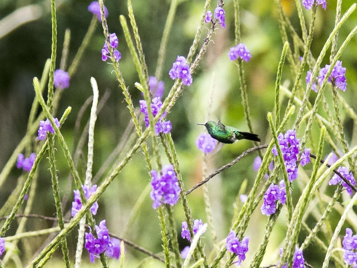 Gartensmaragdkolibri - ML616255710