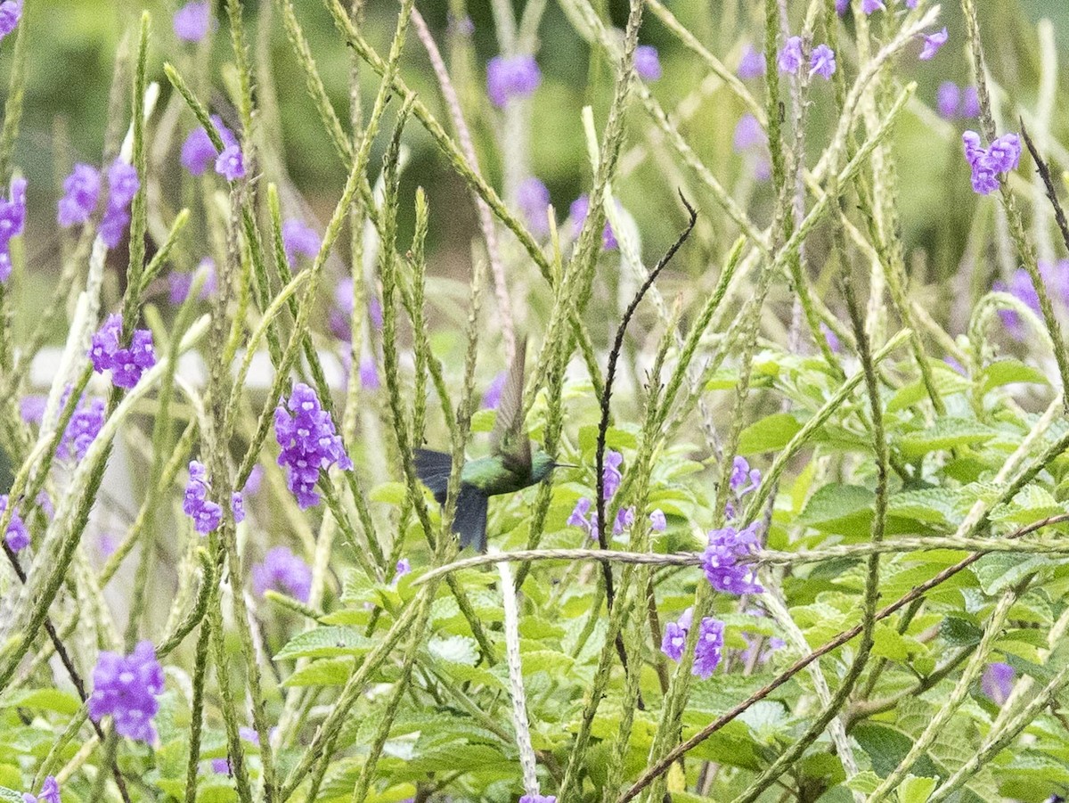 Gartensmaragdkolibri - ML616255713