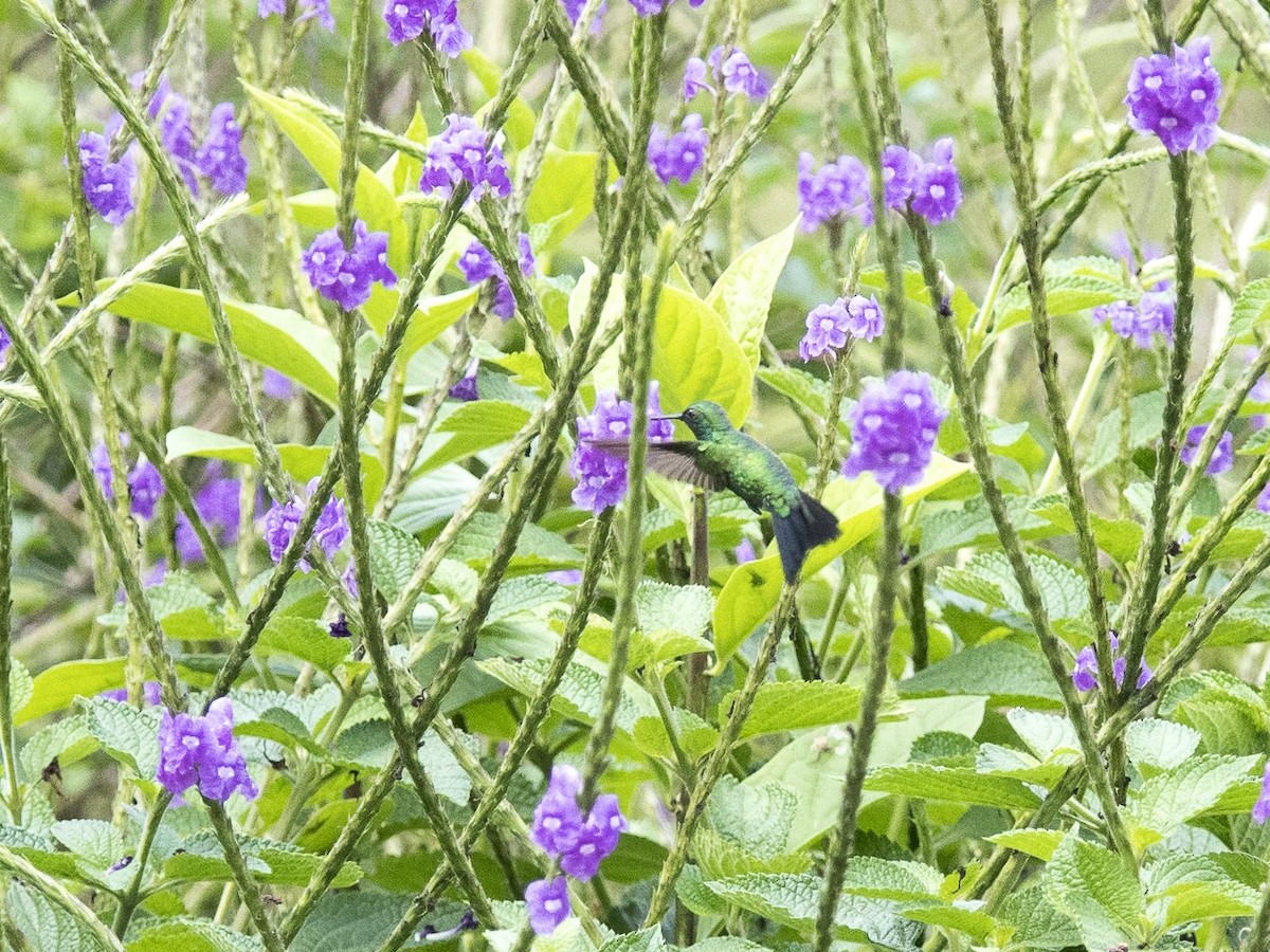 Gartensmaragdkolibri - ML616255715