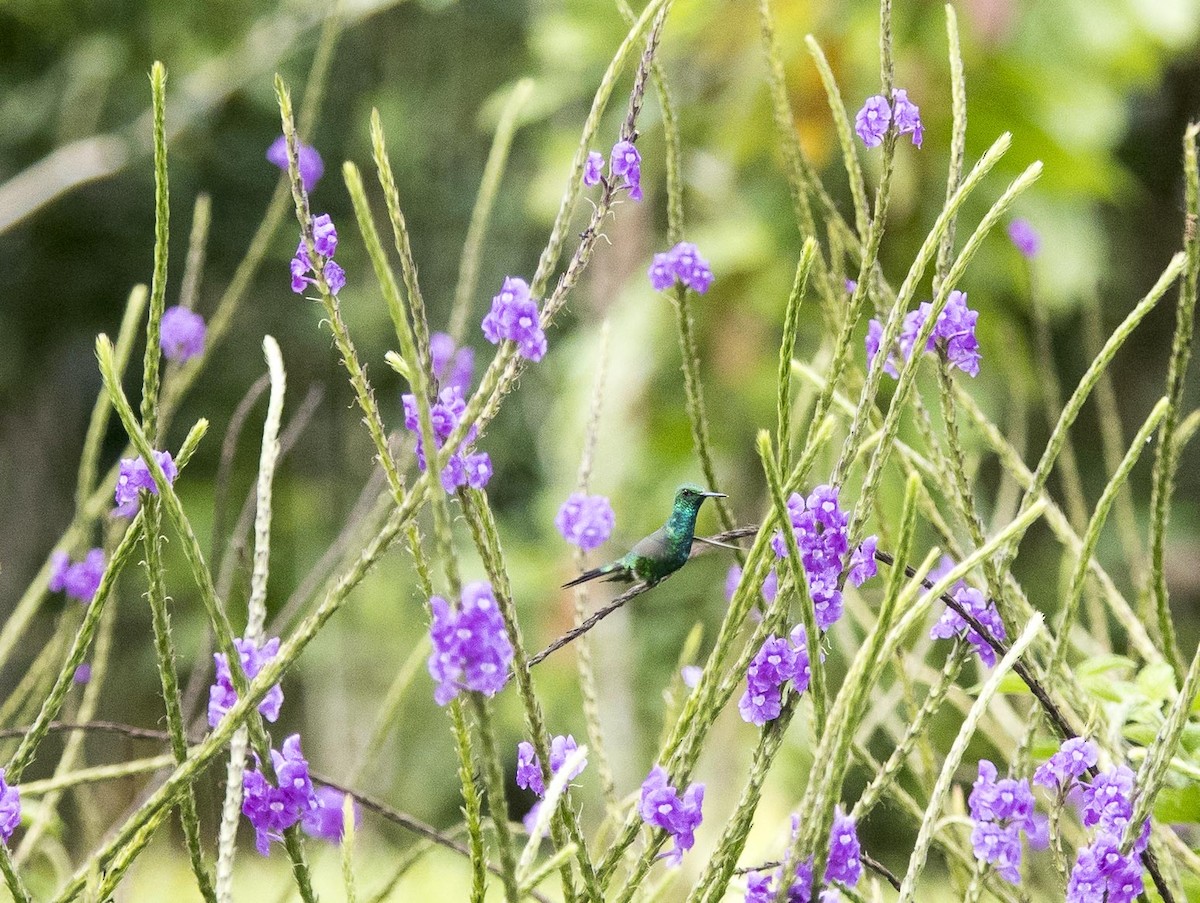 Gartensmaragdkolibri - ML616255716