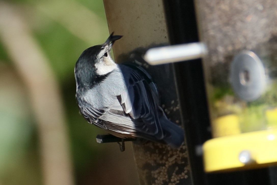 White-breasted Nuthatch - ML616255730
