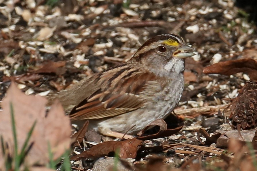 White-throated Sparrow - ML616255747