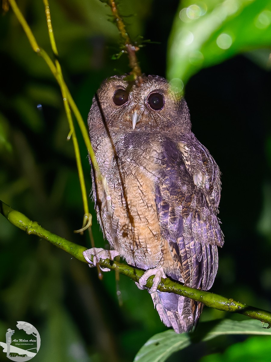 Rufescent Screech-Owl - ML616255918