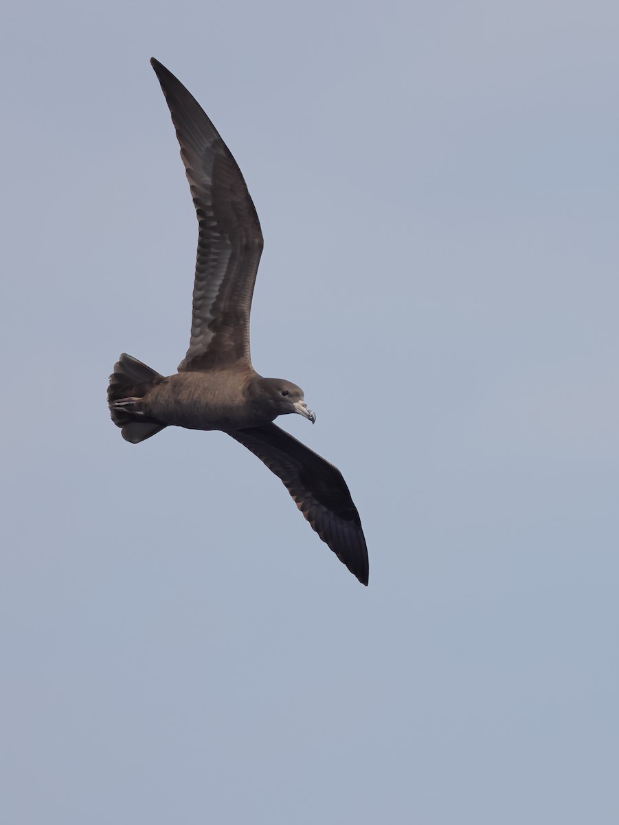 Flesh-footed Shearwater - ML616255944