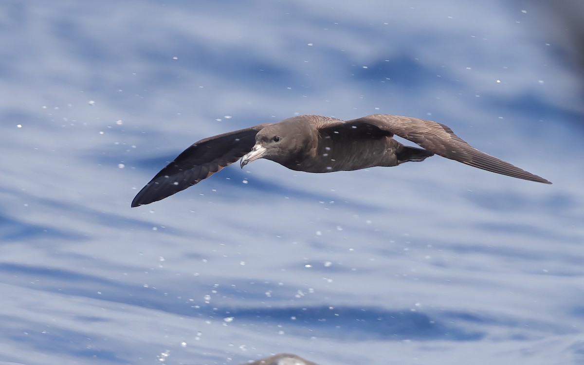 Flesh-footed Shearwater - ML616255945