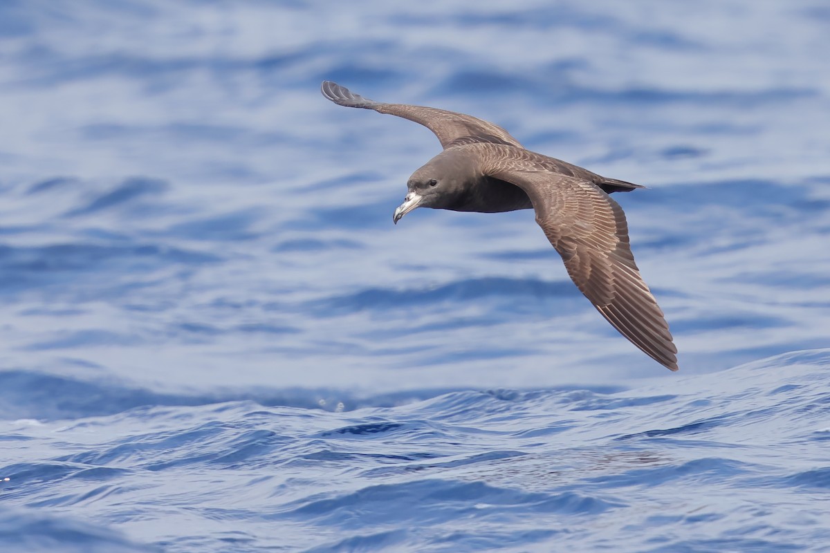Flesh-footed Shearwater - ML616255946