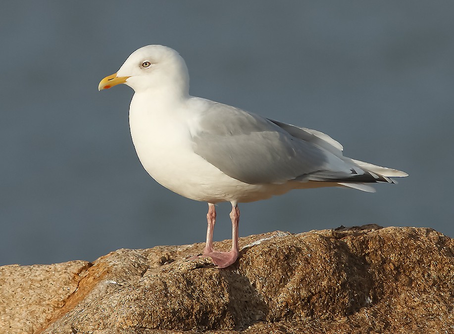 Iceland Gull - Anonymous