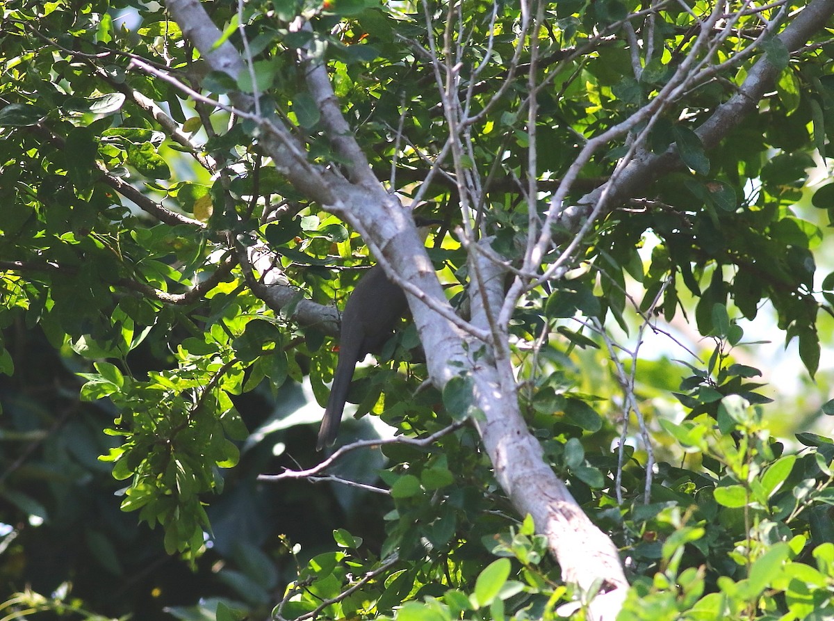 Mangrove Cuckoo - ML616256114