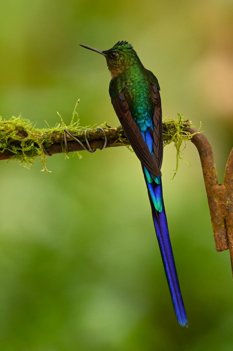 Violet-tailed Sylph - ML616256134