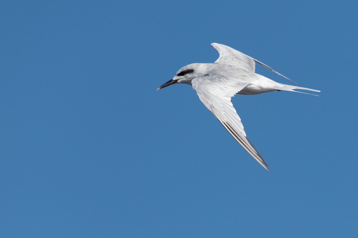 Snowy-crowned Tern - ML616256440