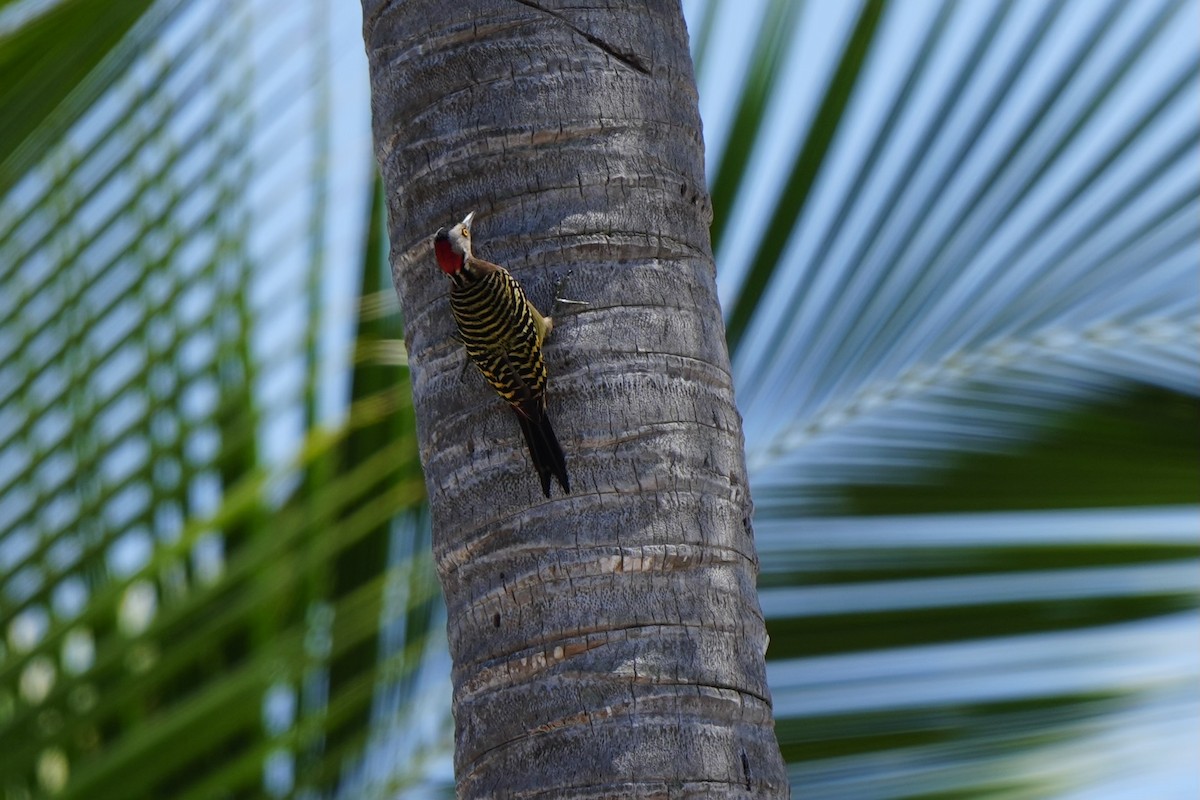 Hispaniolan Woodpecker - ML616256494