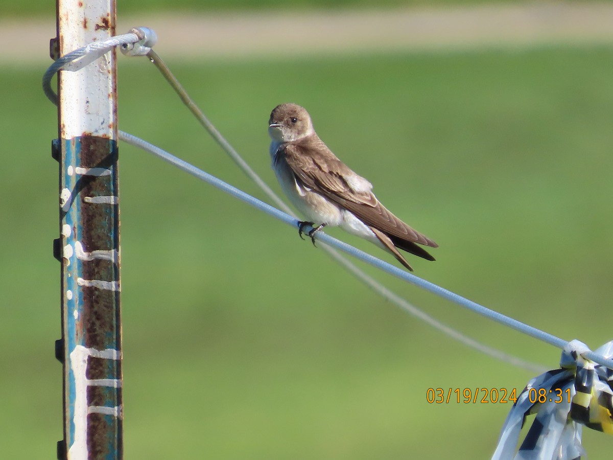 Northern Rough-winged Swallow - ML616256552