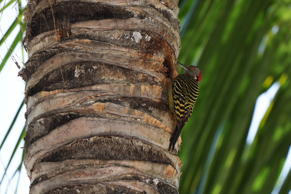 Hispaniolan Woodpecker - ML616256715