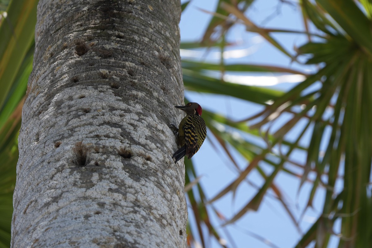 Hispaniolan Woodpecker - ML616256719
