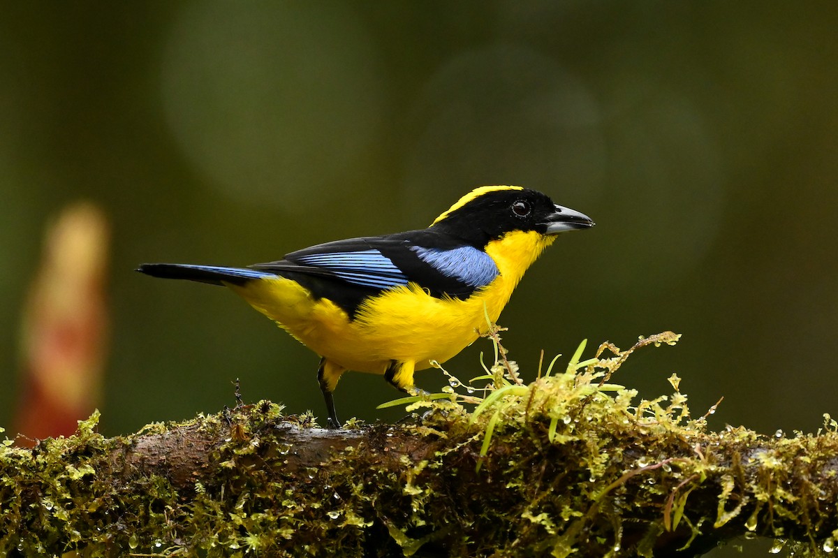 Blue-winged Mountain Tanager (Blue-winged) - ML616256815
