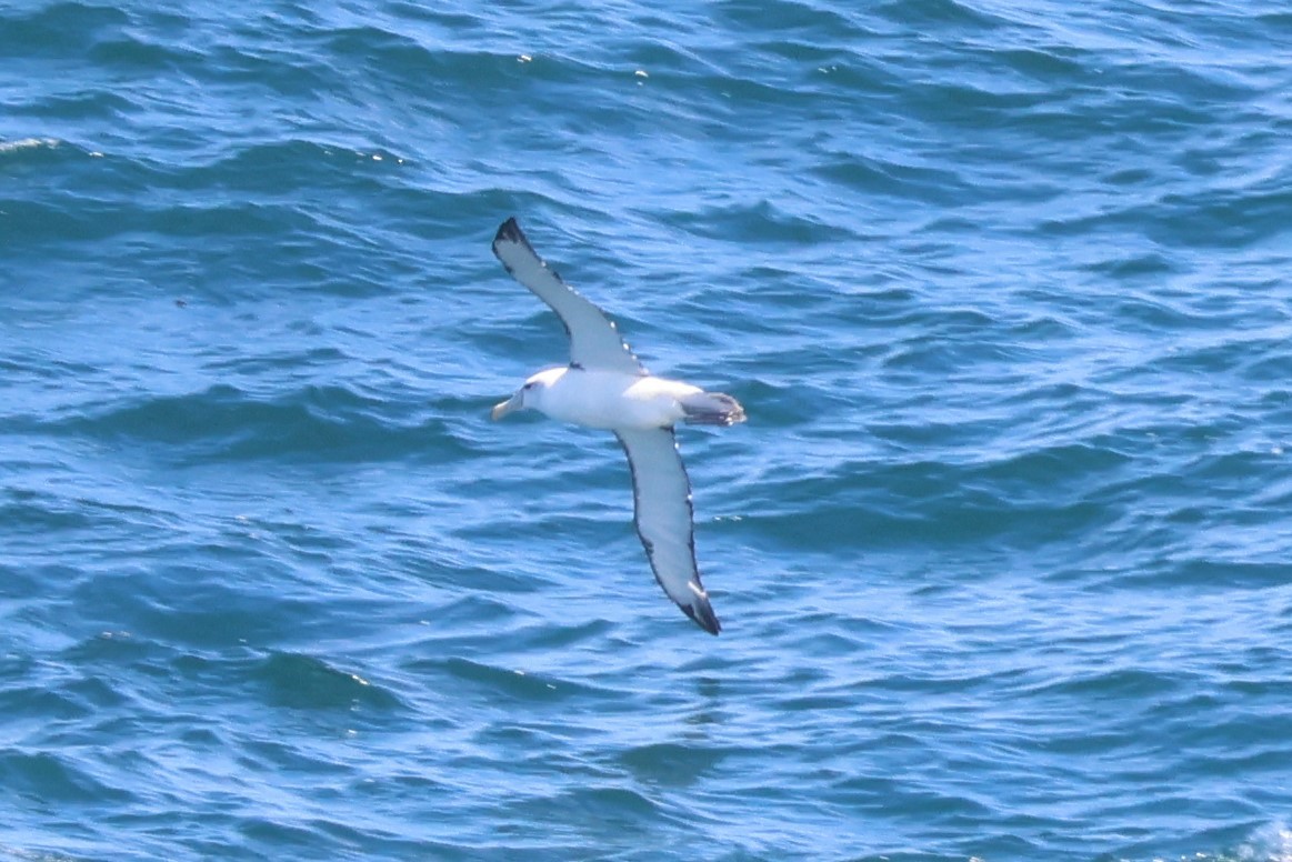 White-capped Albatross (cauta) - ML616256824