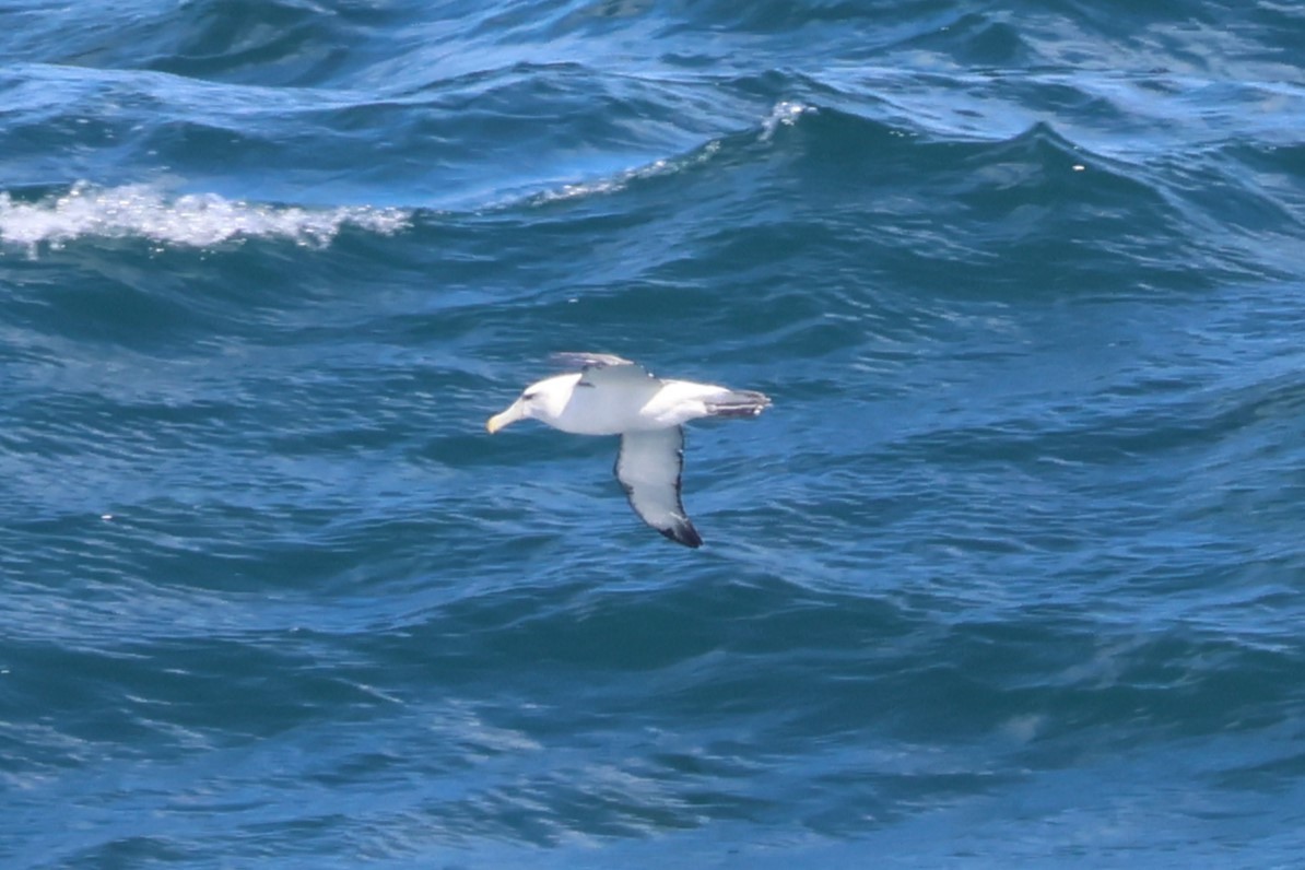 White-capped Albatross (cauta) - ML616256825