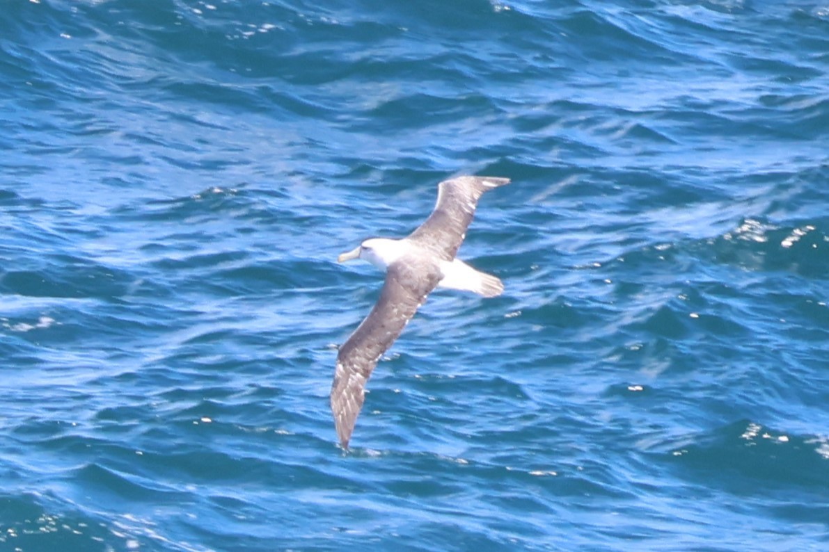 White-capped Albatross (cauta) - ML616256826