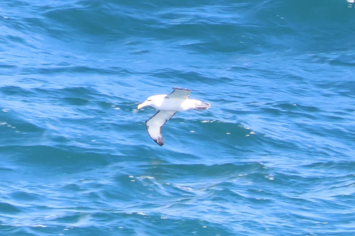 White-capped Albatross (cauta) - ML616256828