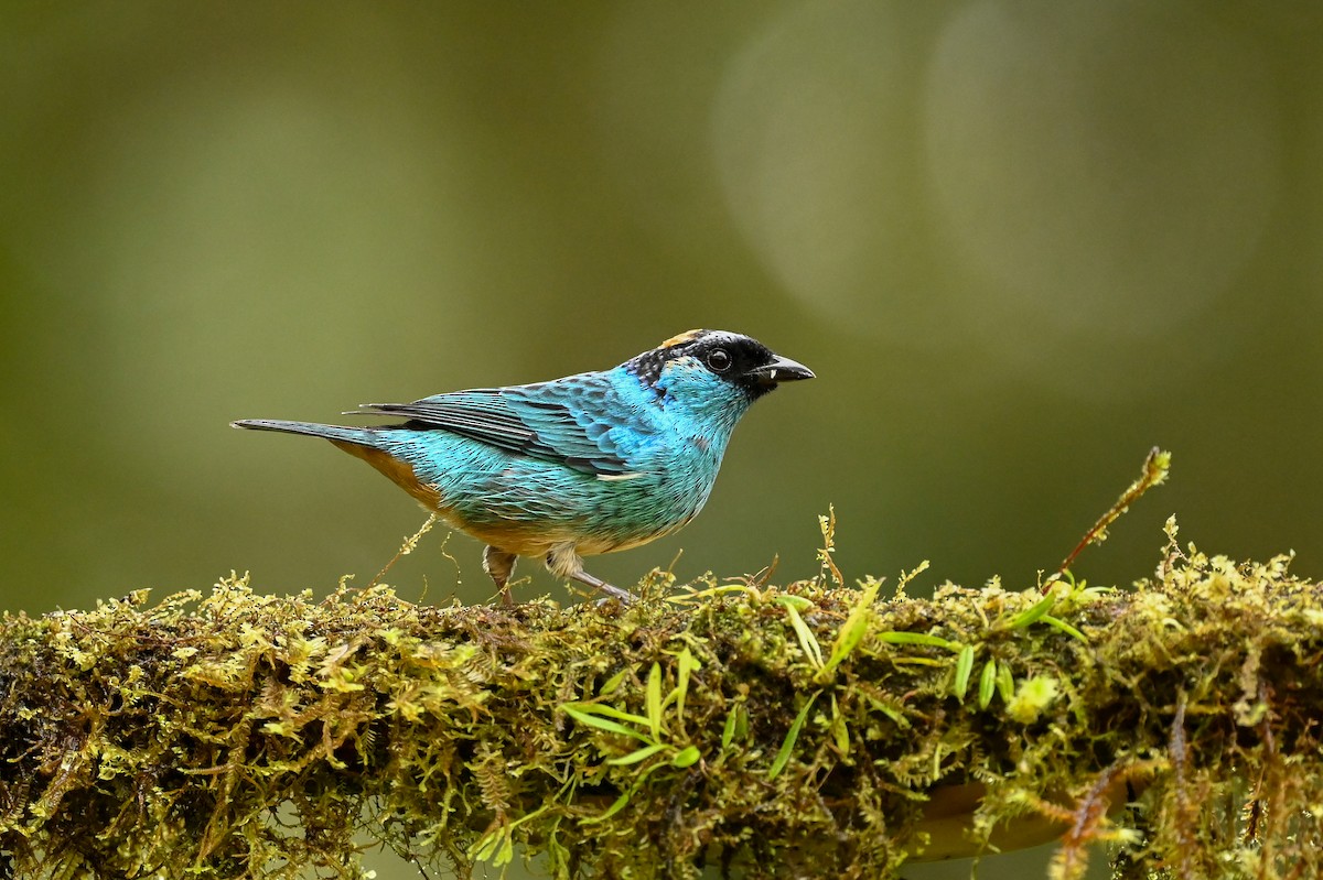 Golden-naped Tanager - ML616256839