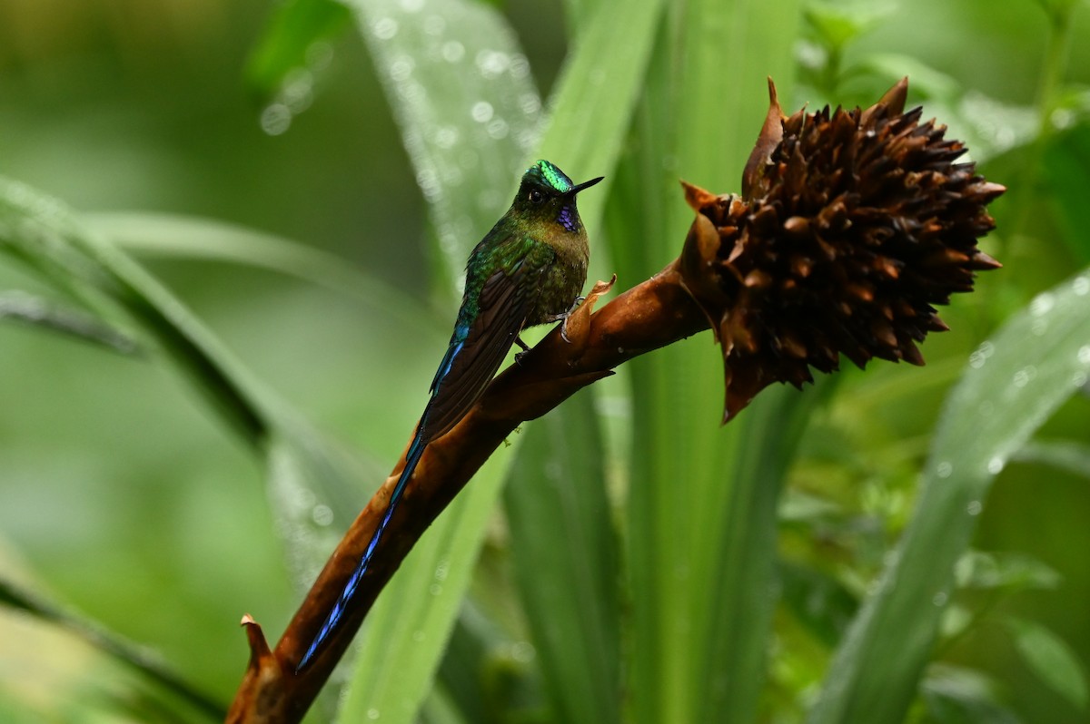 Violet-tailed Sylph - ML616256916
