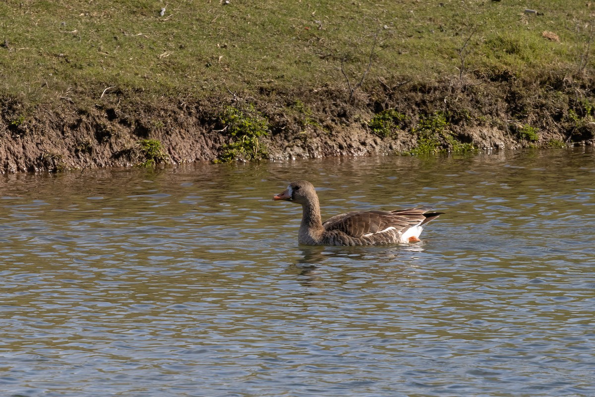 Greater White-fronted Goose - ML616256924