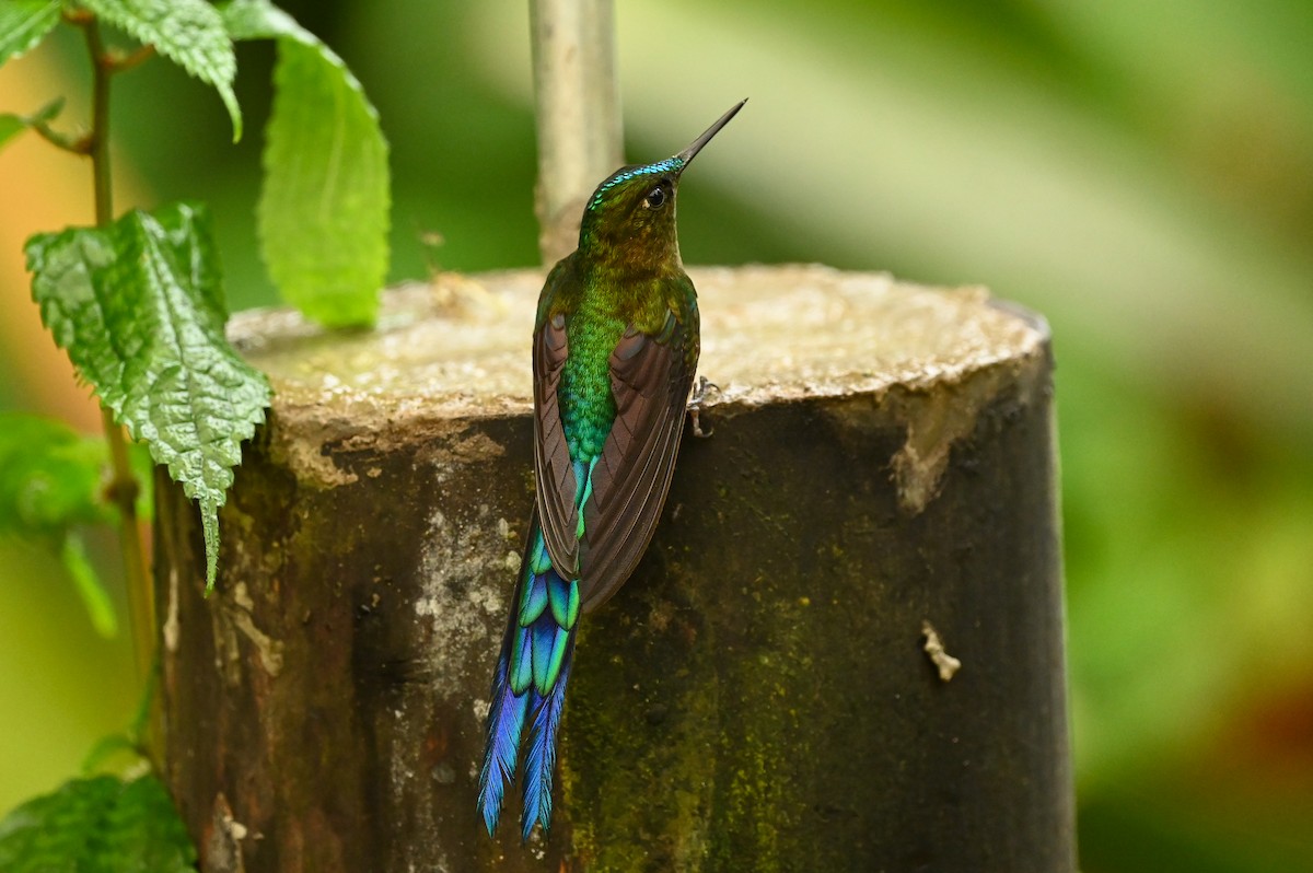 Violet-tailed Sylph - ML616256946