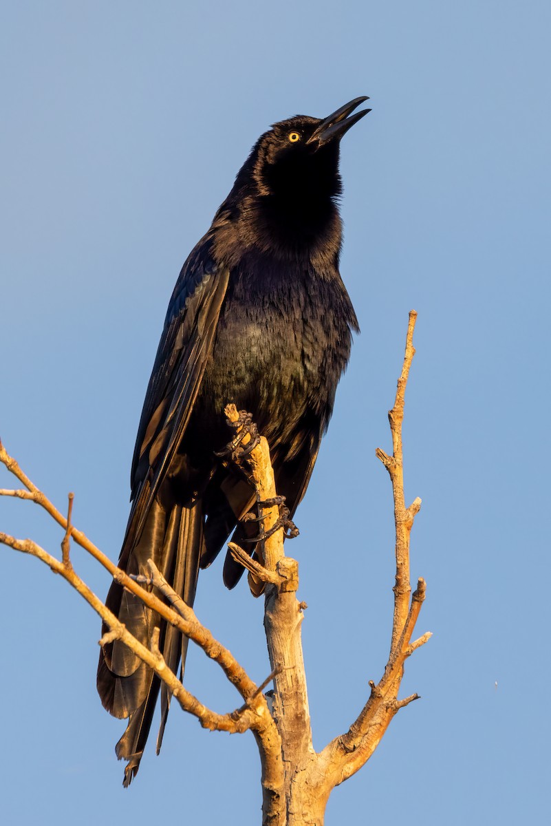 Great-tailed Grackle - ML616256974