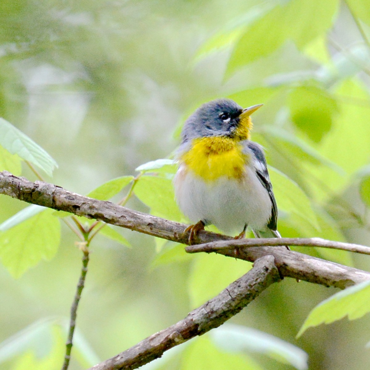 Northern Parula - T Reed
