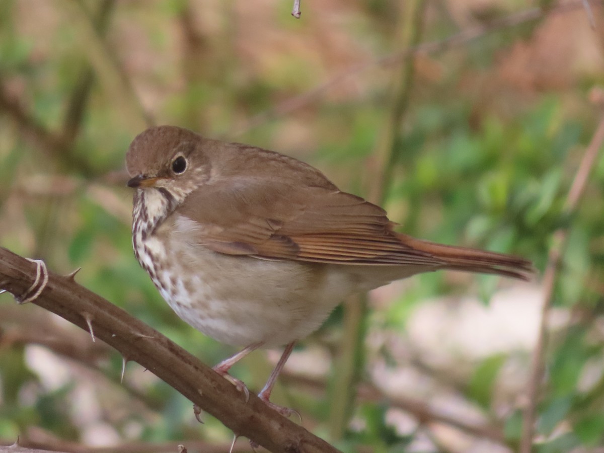 Maryland-DC Breeding Bird Atlas Checklist - 19 Mar 2024 - Odenton Town ...