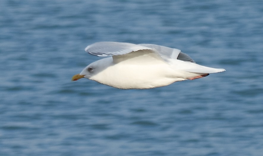 Iceland Gull - Anonymous