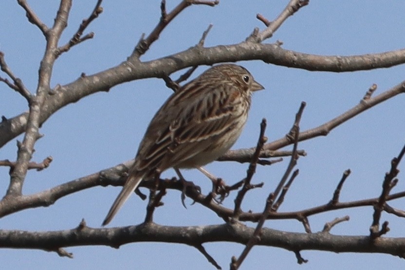 Vesper Sparrow - ML616257196