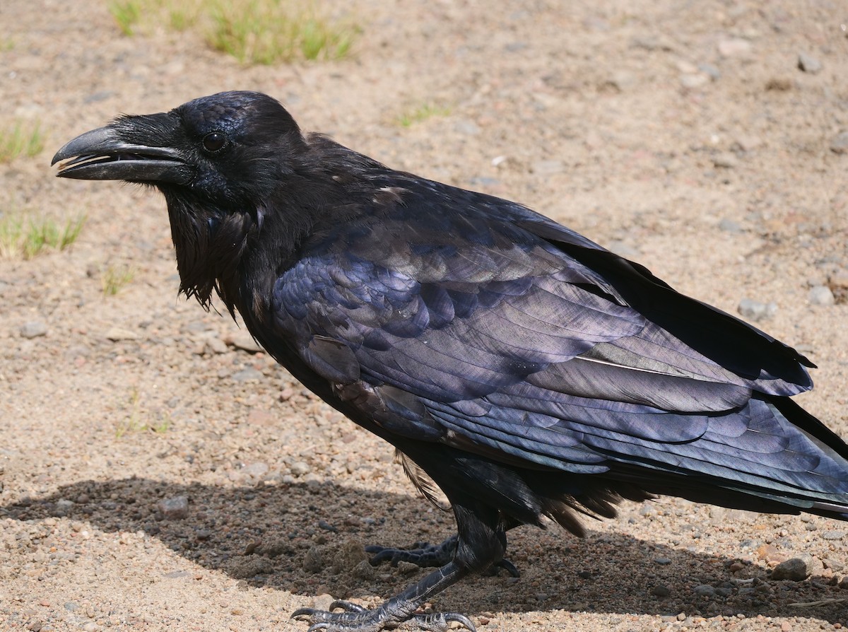 Common Raven - Brett Hartl