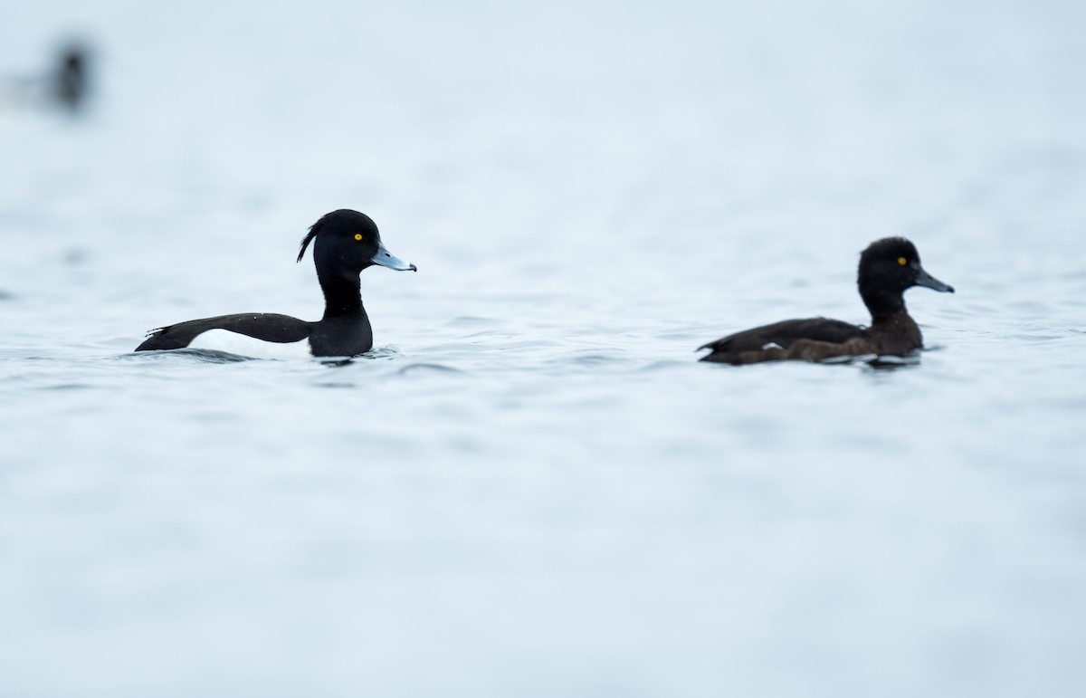 Tufted Duck - ML616257308