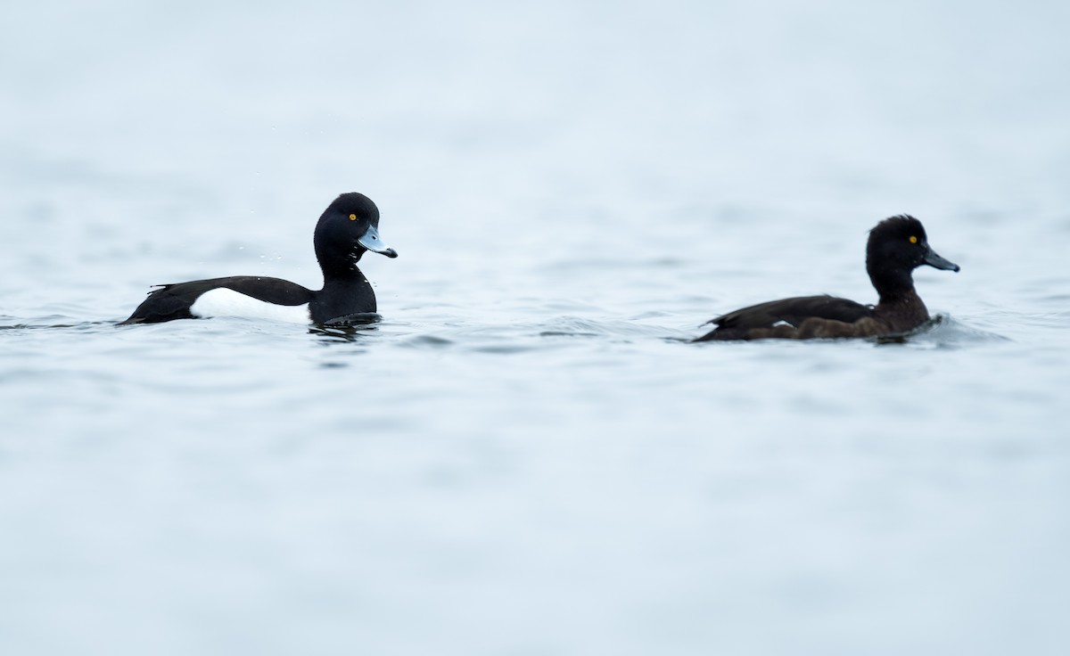 Tufted Duck - ML616257309