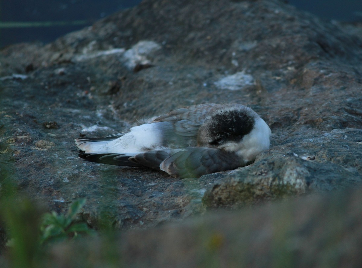 Arctic Tern - ML616257325