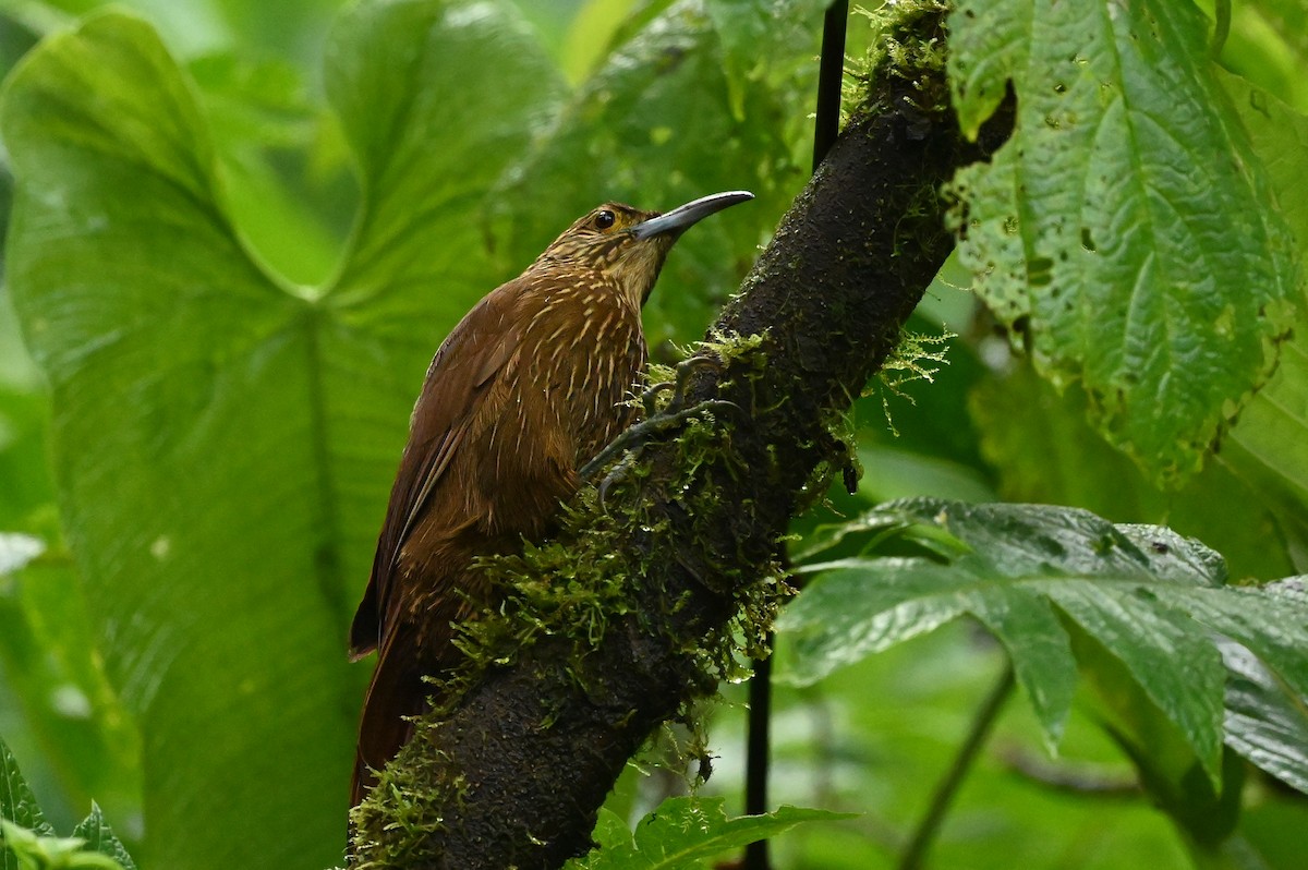 Strong-billed Woodcreeper - ML616257368