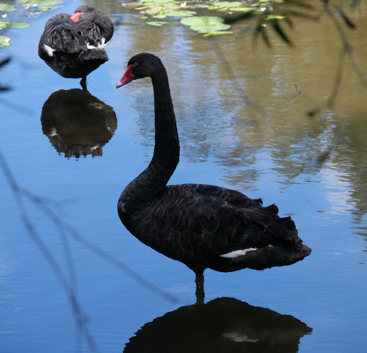 Black Swan - ML616257418