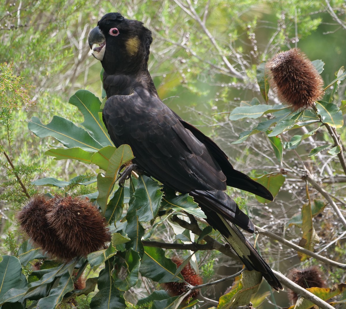 Yellow-tailed Black-Cockatoo - ML616257445
