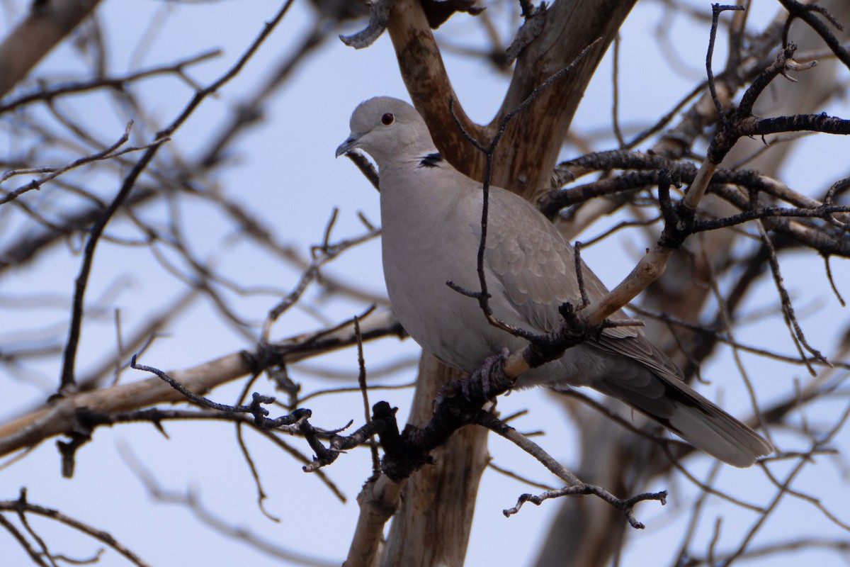 Eurasian Collared-Dove - ML616257531