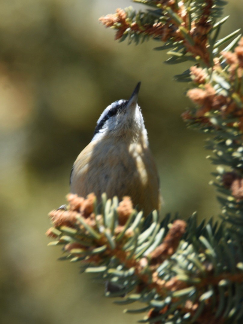 Red-breasted Nuthatch - ML616257641