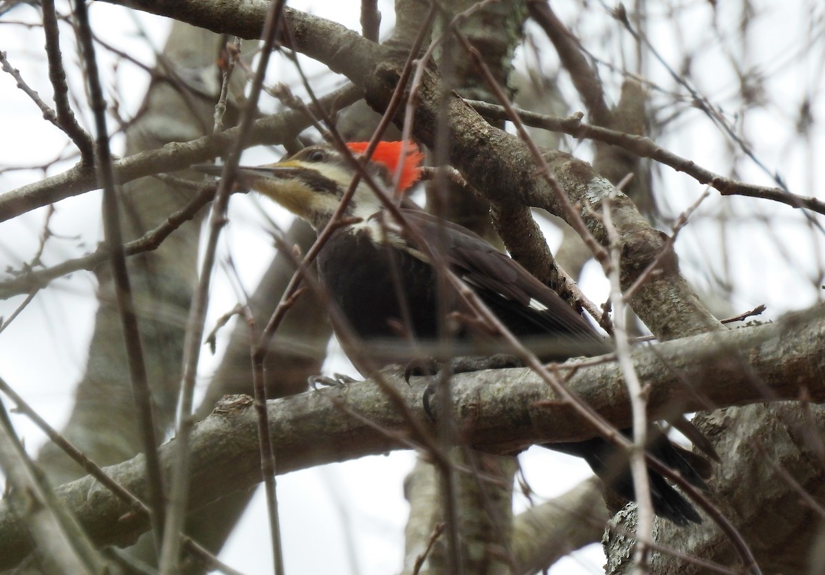 Mass Audubon eBird Checklist - 20 Mar 2024 - Moose Hill Wildlife ...