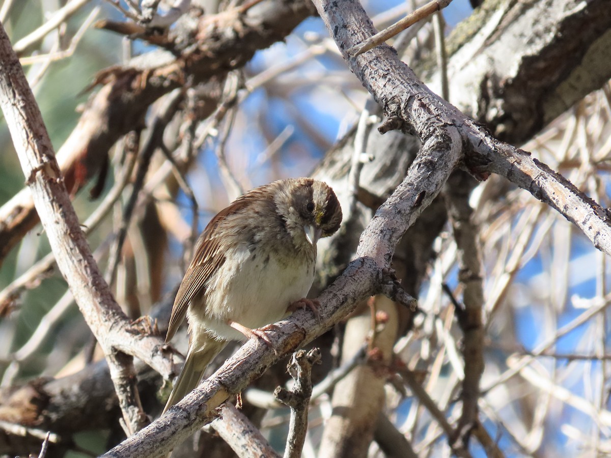 White-throated Sparrow - ML616257777