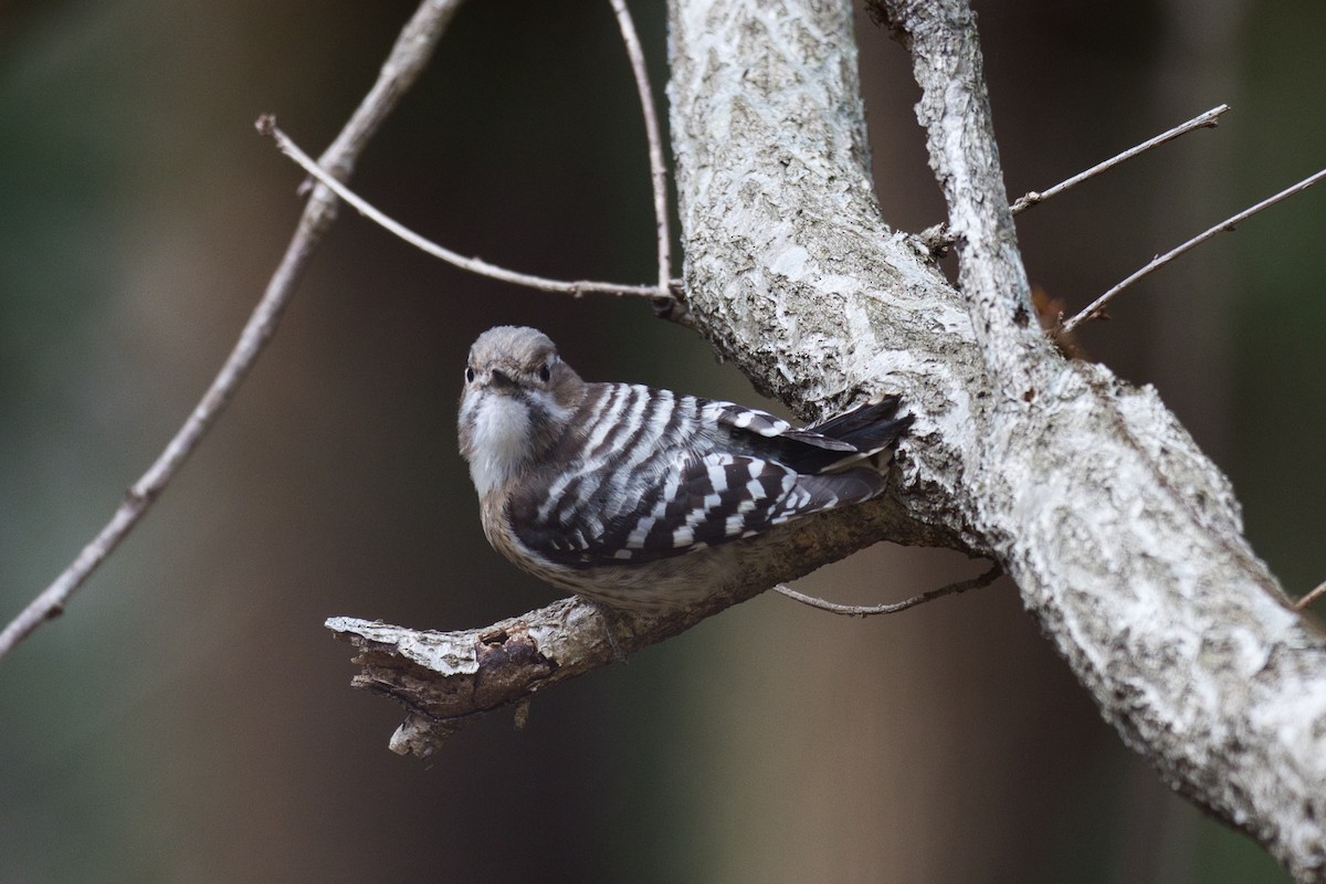 Japanese Pygmy Woodpecker - ML616257856