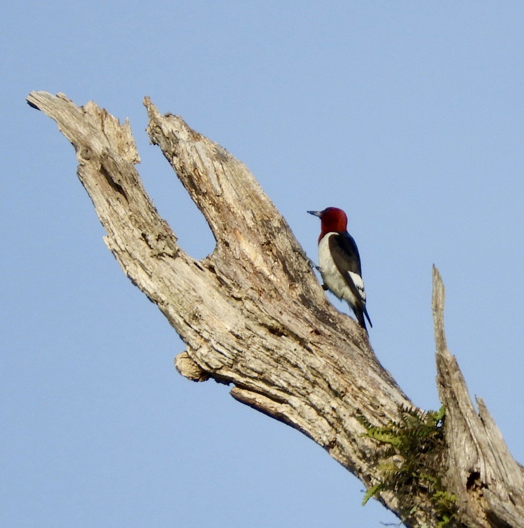 Red-headed Woodpecker - ML616257867