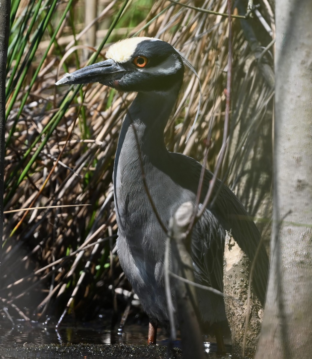 Yellow-crowned Night Heron - Ann Stinely