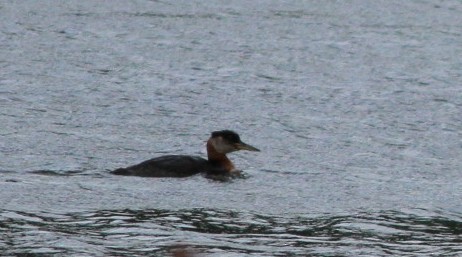 Red-necked Grebe - ML616257917