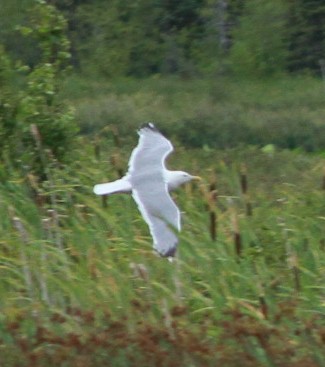 Herring x Glaucous-winged Gull (hybrid) - ML616257922